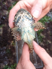 Taurulus bubalis