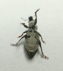 Tanymecus dilaticollis