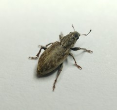 Tanymecus dilaticollis