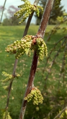 Tracheophyta