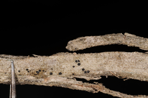 Representative image of Endohyalina