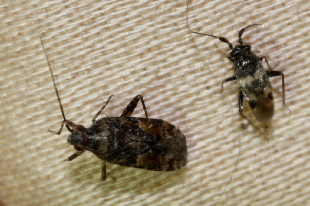 Phytocoris brevicornis