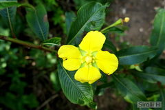 Ludwigia elegans