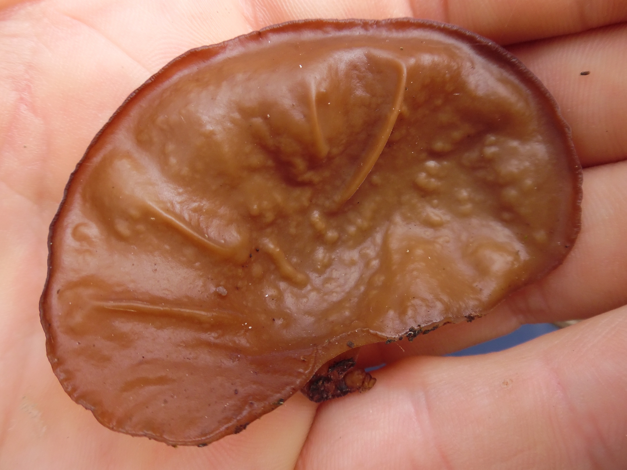 Auricularia americana image