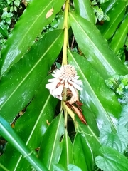 Alpinia shimadae