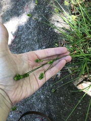 Carex cephalophora
