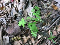Phacelia ranunculacea