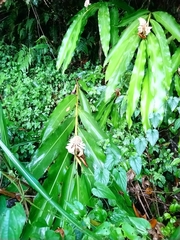 Alpinia shimadae