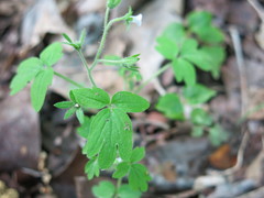 Phacelia ranunculacea