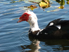 Cairina moschata domestica