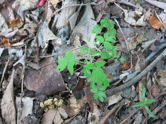Phacelia ranunculacea