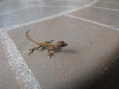 Anolis sagrei