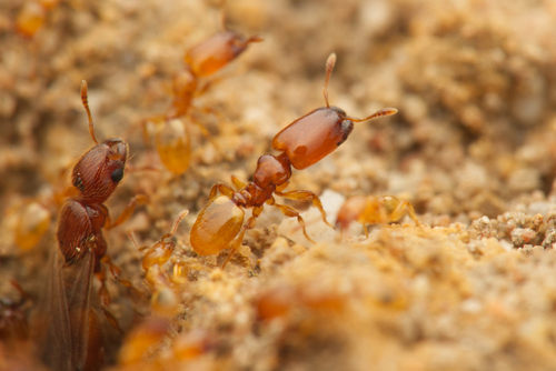 Machomyrma