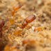 Pheidole dispar - Photo (c) Nigel Main, some rights reserved (CC BY), uploaded by Nigel Main