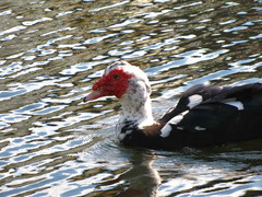 Cairina moschata domestica