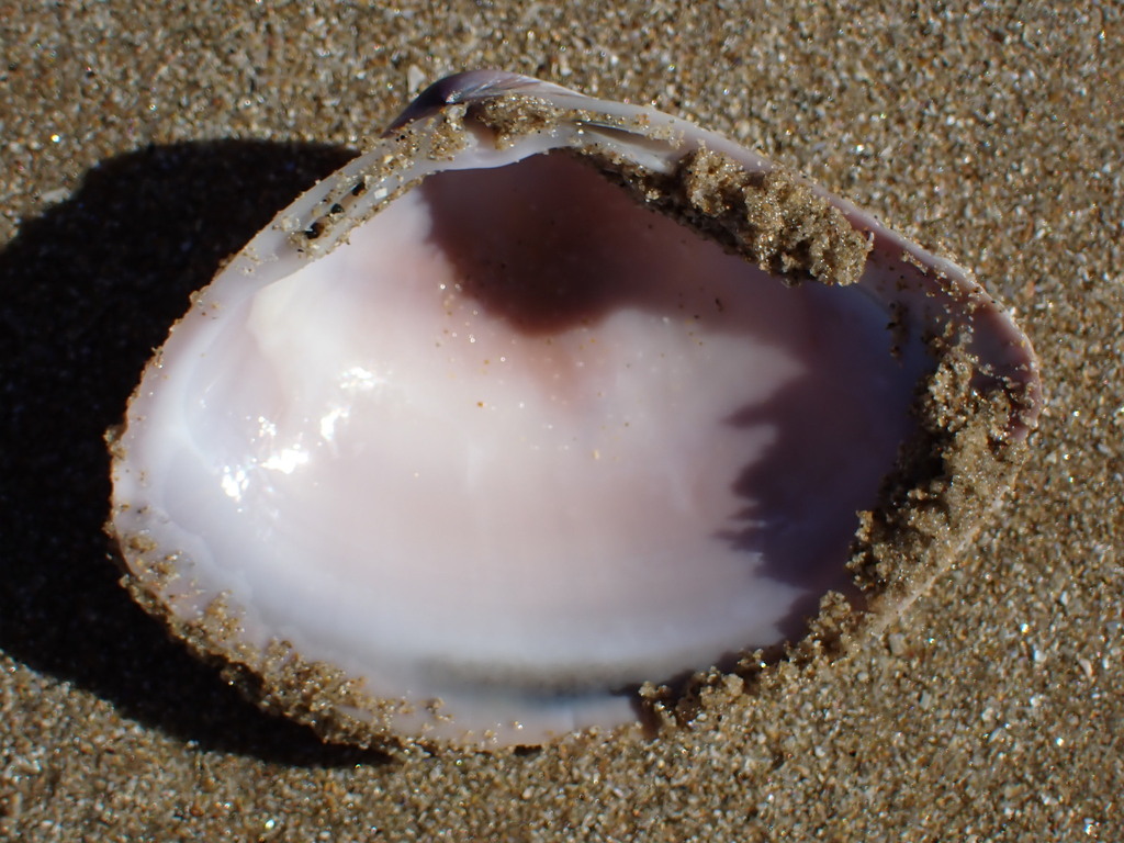 Reddish Mactra