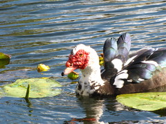 Cairina moschata domestica