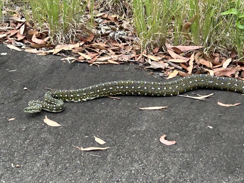 Diamond Python sighting