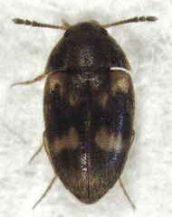 Litargus balteatus