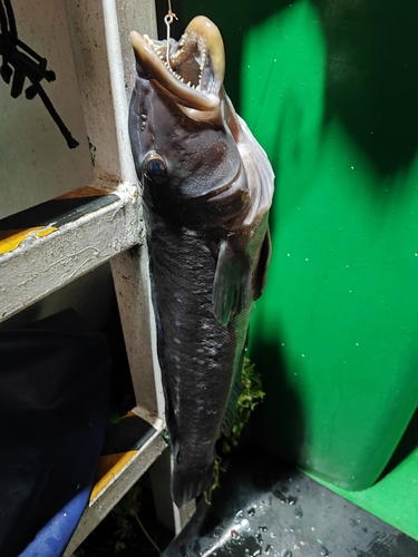 Chilean sandperch (Pinguipes chilensis) — Pinguipedidae — 3