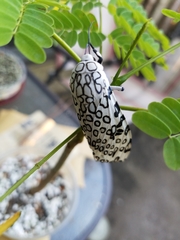 Hypercompe scribonia