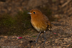 Grallaria saturata