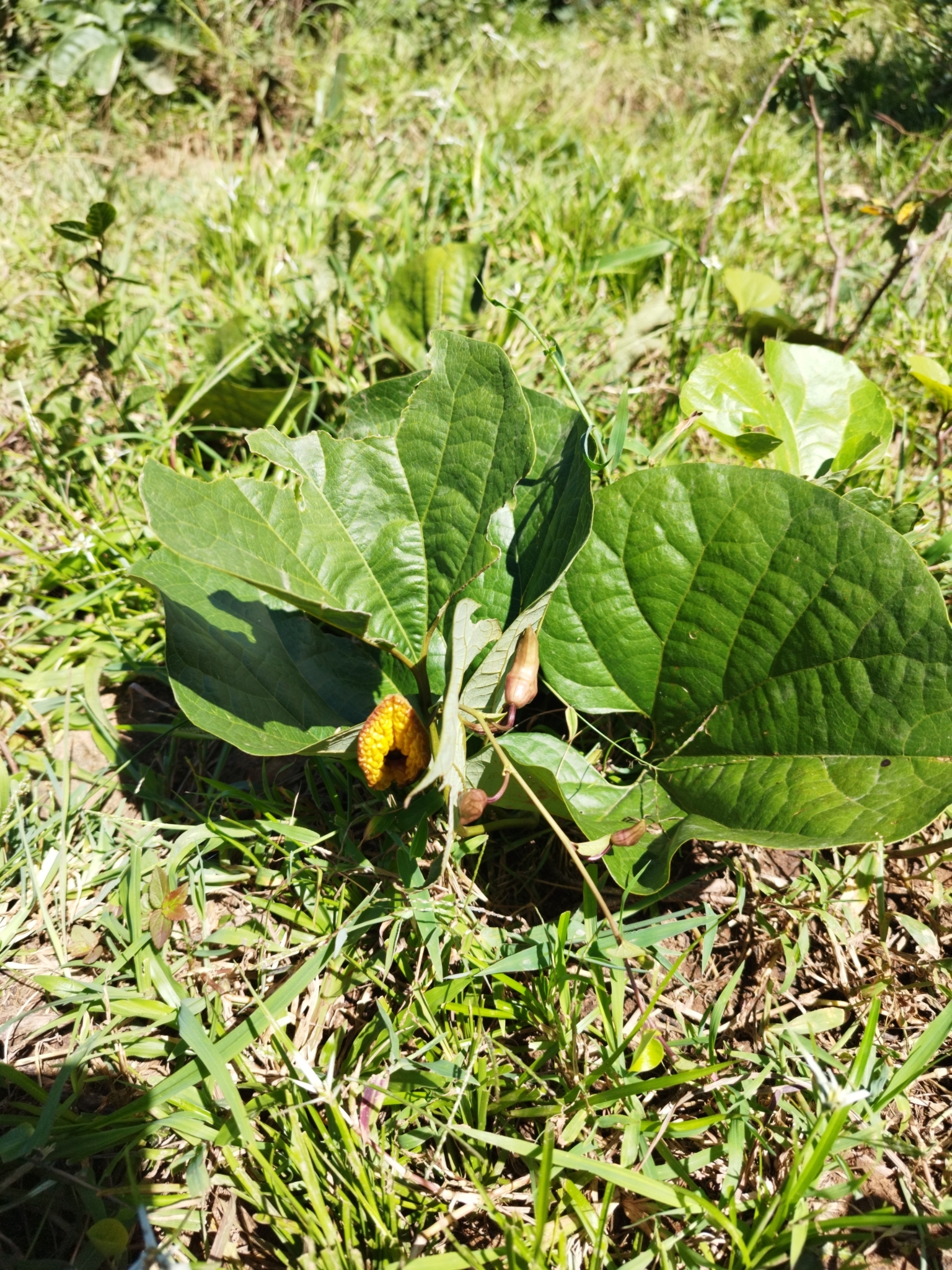 Aristolochia holostylis