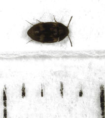 Litargus balteatus