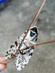 Hypercompe scribonia