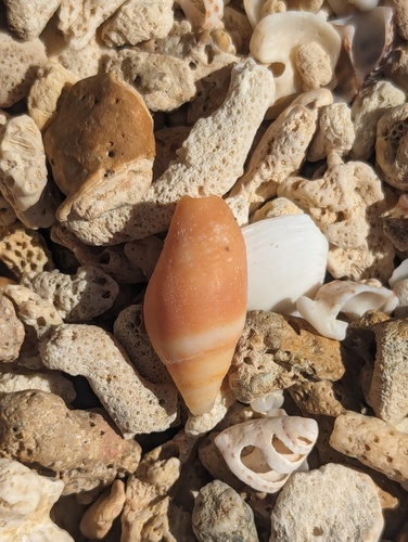 Orange Mitre