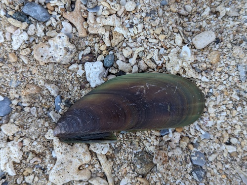 Asian Green Mussel (Perna viridis)