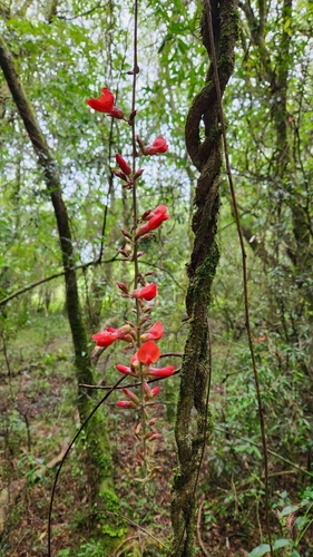 Image of Camptosema rubicundum by no rights reserved