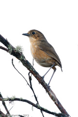 Grallaria quitensis