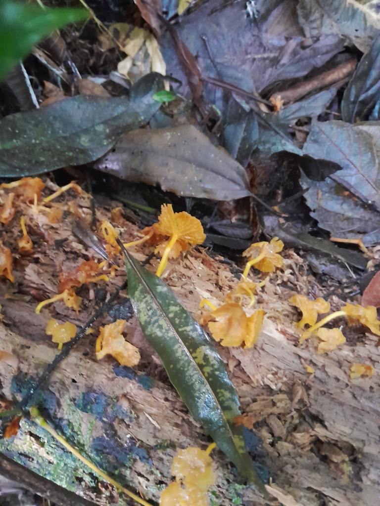 Tricholomopsis