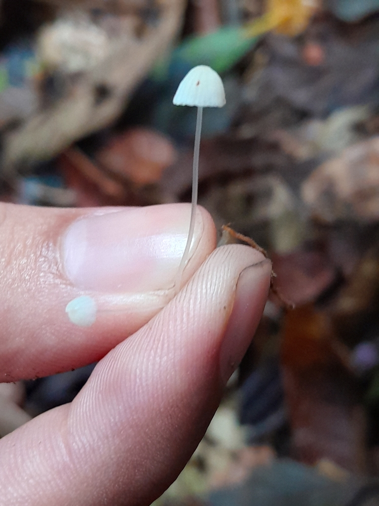 Mycena tenerrima · February 2024 · photo: © unaecoturismo (iNaturalist, cc-by-sa)
