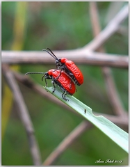 Lilioceris stercoraria