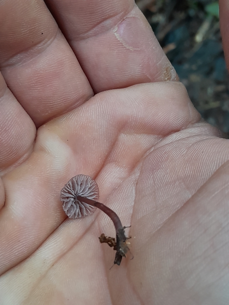 Mycena · February 2024 · photo: © unaecoturismo (iNaturalist, cc-by-sa)