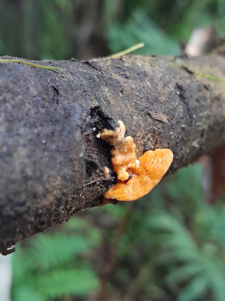 Meripilus lineatus
