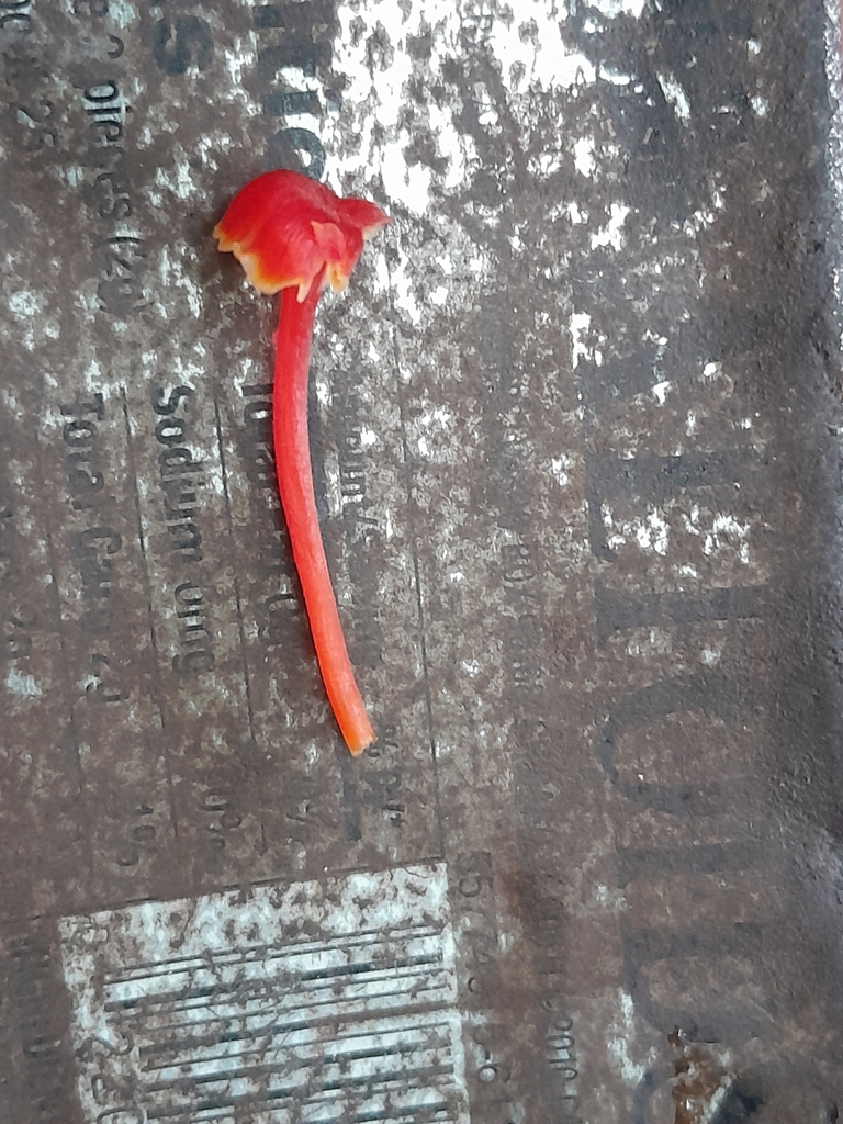 Hygrocybe · February 2024 · photo: © unaecoturismo (iNaturalist, cc-by-sa)