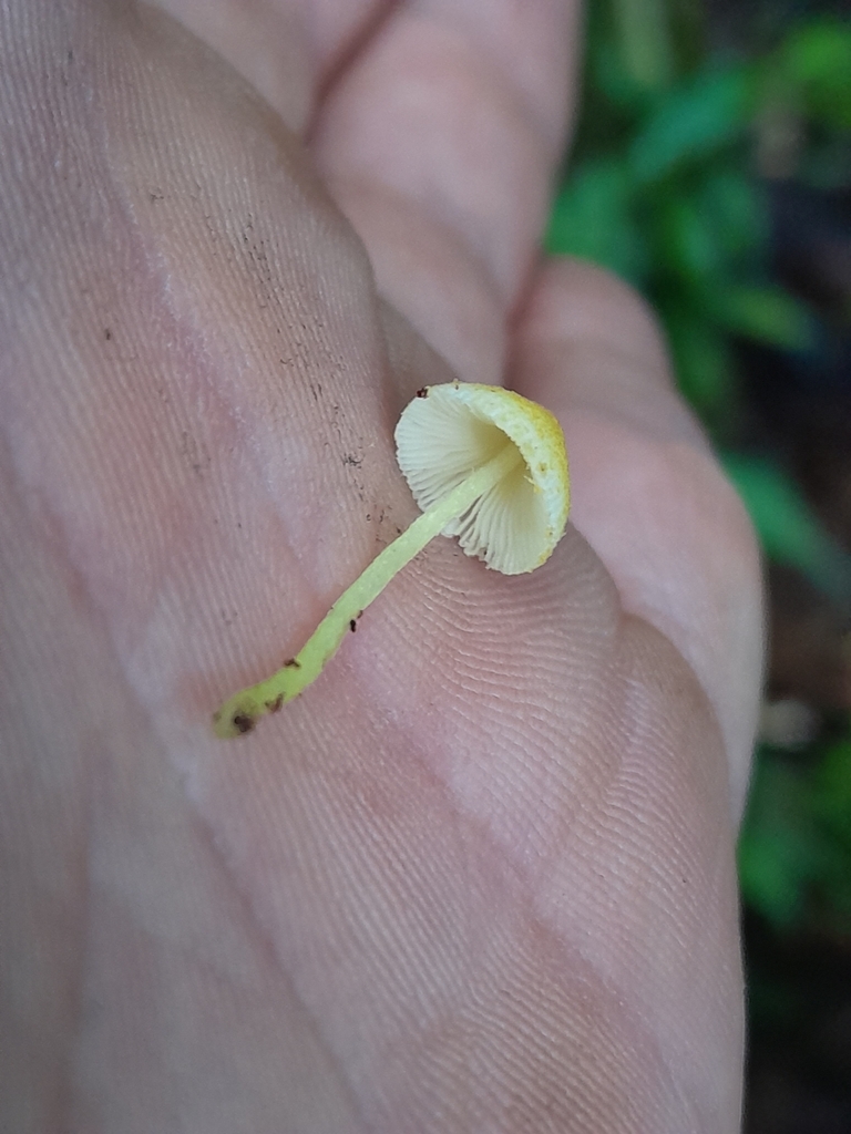 Leucocoprinus