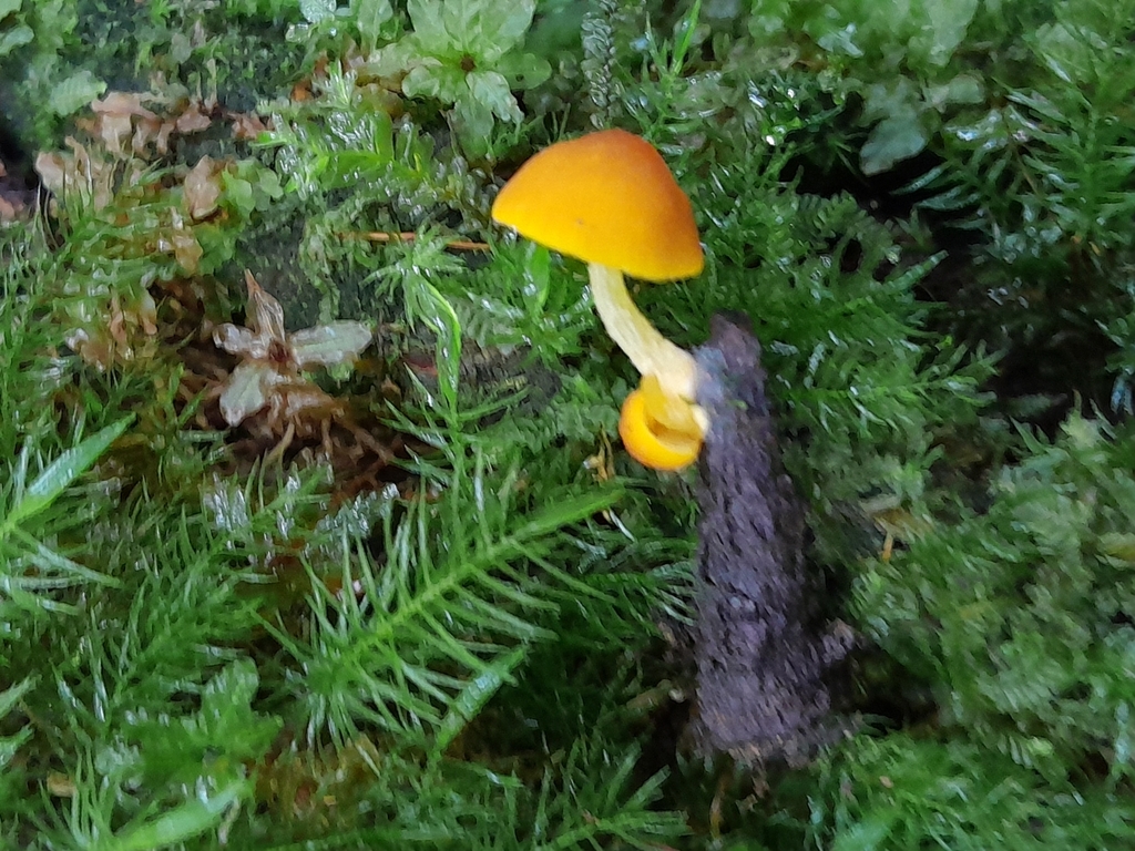 Pluteus · February 2024 · photo: © unaecoturismo (iNaturalist, cc-by-sa)