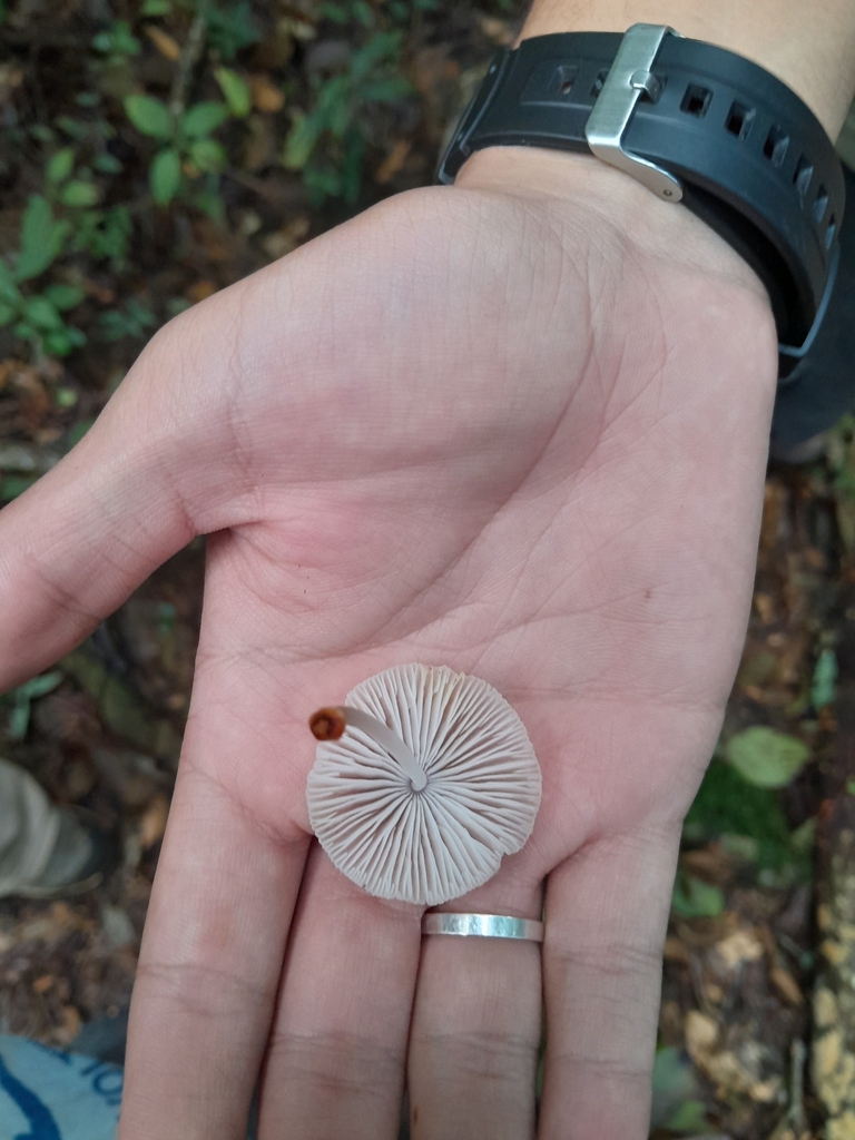 Mycena · February 2024 · photo: © unaecoturismo (iNaturalist, cc-by-sa)
