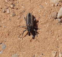Lixinae