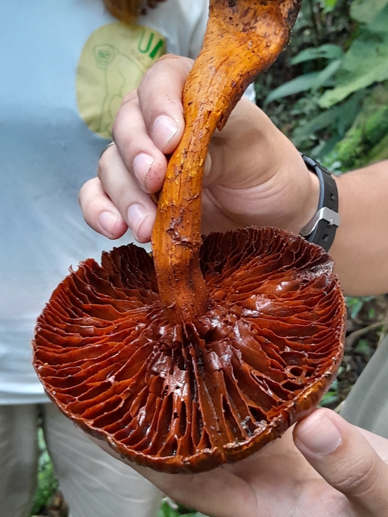 Gymnopilus · February 2024 · photo: © unaecoturismo (iNaturalist, cc-by-sa)