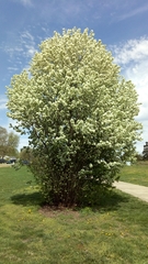 Magnoliopsida