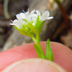 Valerianella chenopodifolia