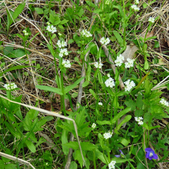 Valerianella chenopodifolia