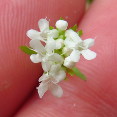 Valerianella chenopodifolia