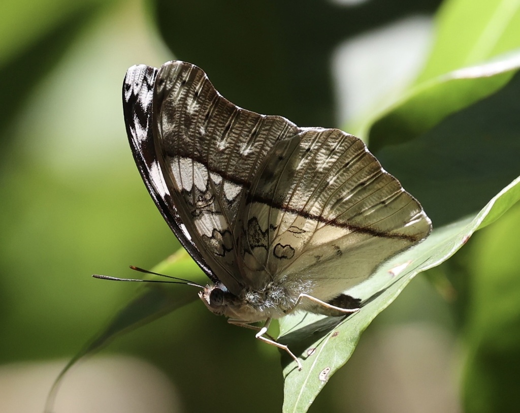 Cymothoe vumbui