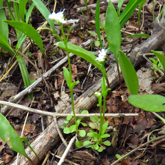 Valerianella chenopodifolia